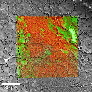 RISE Raman SEM 脳組織