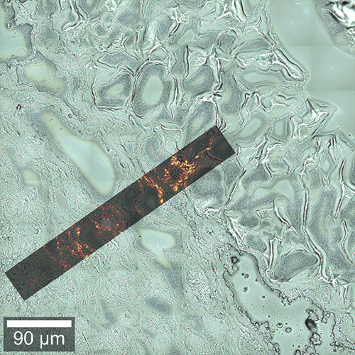組織二次高調波発生