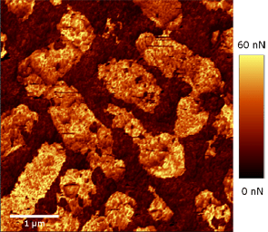 バクテリア化石のパルスフォースモードAFMイメージ．画像は，試料表面の吸着力の違いを画像化しています．