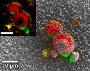 電気化学的に堆積されたLi(NiMnCo)O2粒子のRISE（Raman-SEM）画像