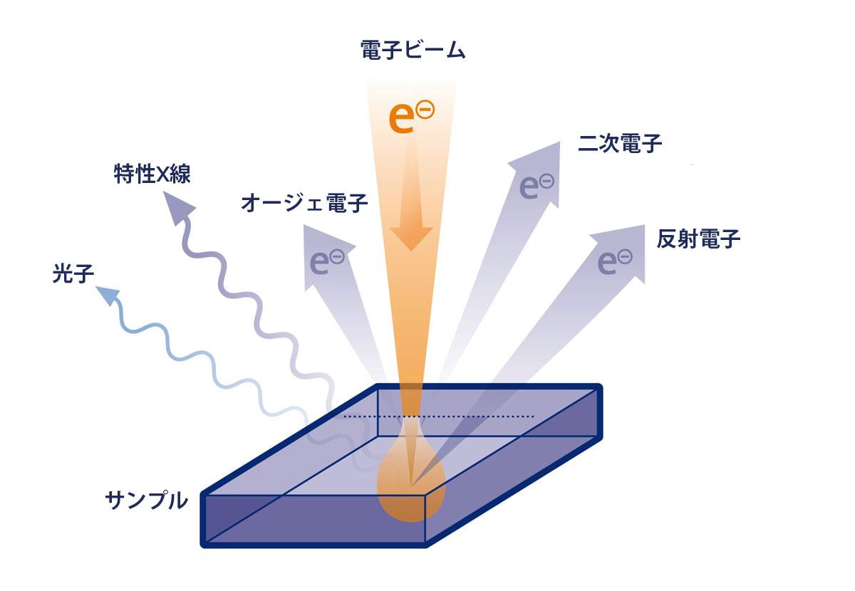 走査型電子顕微鏡(SEM)