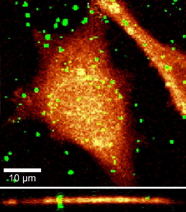 カーボンナノチューブと培養された真核細胞の共焦点ラマンイメージデータ