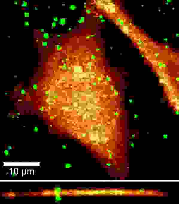 カーボンナノチューブと培養された真核細胞の共焦点ラマンイメージデータ