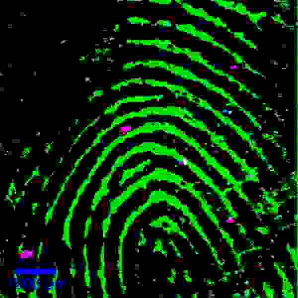 人の指紋の共焦点ラマンによる広域走査イメージ