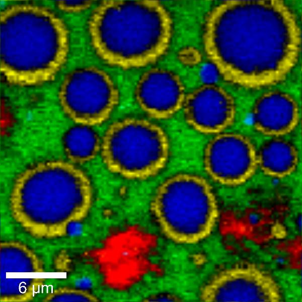 食品製品のエマルジョンの共焦点ラマンイメージ