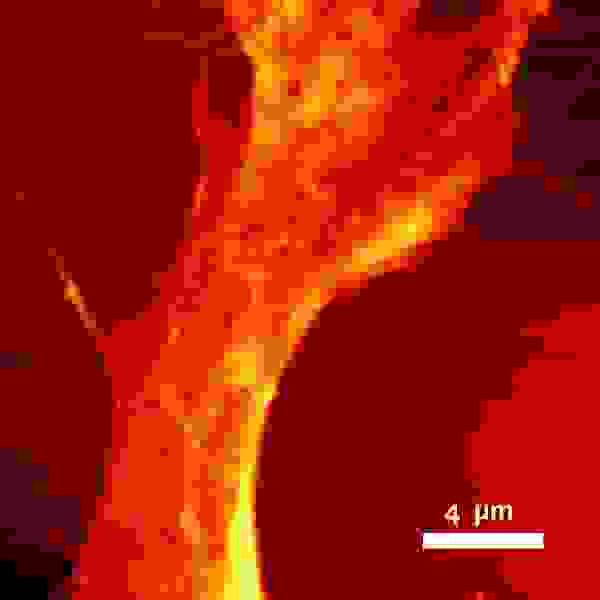 Hela細胞（人ガン細胞株）のAFM表面形状像