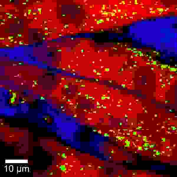 多孔性膜の共焦点ラマンイメージデータ, 繊維 (赤), 油で満たされた孔 (青)、TiO<sub>2</sub>粒子 (緑)。