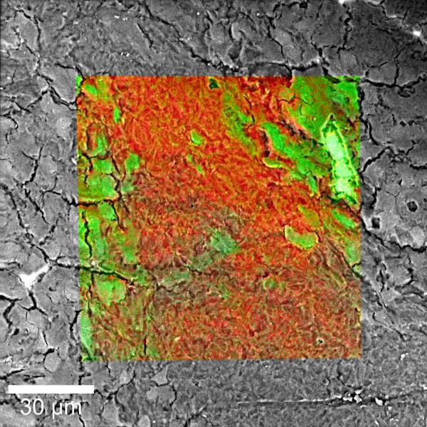 RISE Microscopy 脳細胞切片のRISE (ラマン／SEMイメージング装置) イメージ
