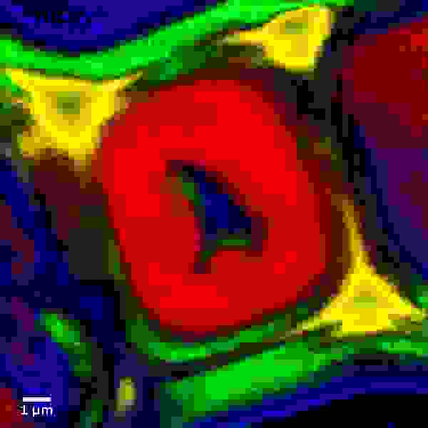 木材細胞の共焦点ラマンイメージデータ