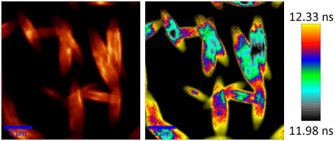 WITec StrobeLock FLIM