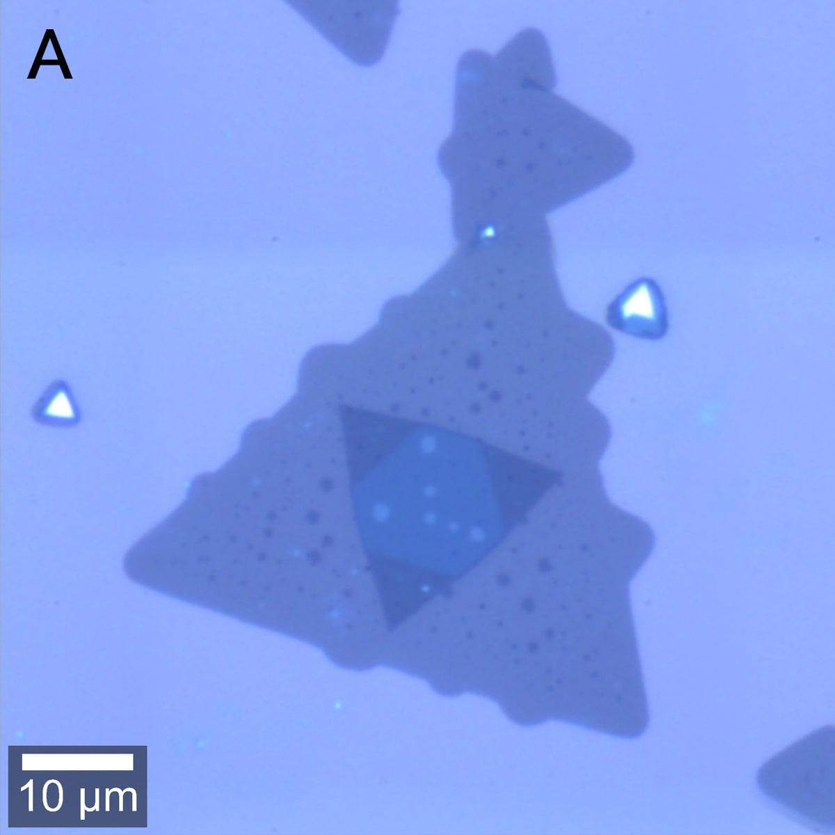 WSe<sub>2</sub>の明視野像